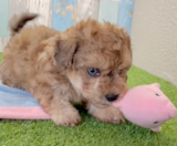 Poochon Puppies For Sale Fairfield Furbabies